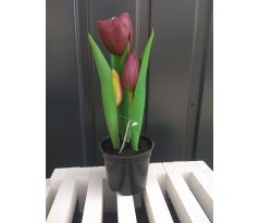 Tulipány v kvetináči CV10553-5 23cm