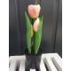 Tulipány v kvetináči CV10553-3 23cm