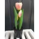 Tulipány v kvetináči CV10553-3 23cm