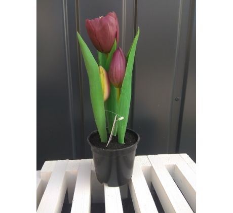 Tulipány v kvetináči CV10553-5 23cm