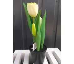 Tulipány v kvetináči CV10553-6 23cm
