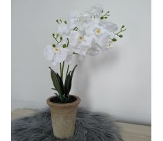 Orchidea v kvetináči LO0332 50cm biela