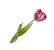 Tulipán gumový K04040 ružovo-fialová 44cm