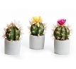 Kaktus v betónovom kvetináči 03368 cyklamenový