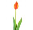 Oranžovo-červený tulipán Prémium 40cm