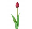 Bordový tulipán Premium 40cm