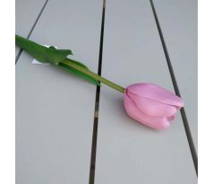 Ružový tulipán CV07587 pogumovaný