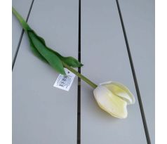 Bielo-žltý tulipán CV07587 pogumovaný