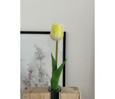 Bielo-zelený tulipán  CV07587 pogumovaný