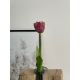 Tulipán gumový K04040 ružovo-fialová 44cm