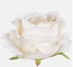 Umelá hlávka ruže 697-01 12cm krém