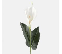 Kala s listami 65cm zelena