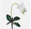 Biela orchidea 423L 50cm