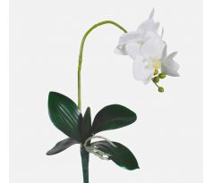 Biela orchidea 423L 50cm