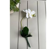 Biela orchidea 423L 50cm