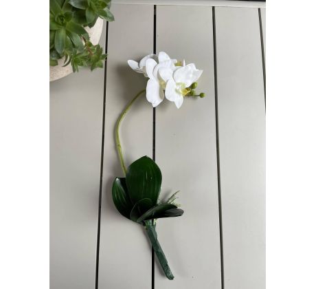 Biela orchidea 423L 50cm