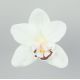 Hlávka Orchidea 165.16 12cm biela