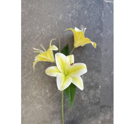 Kvet Lilia 3 kvety 60cm limetka