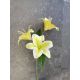 Kvet Lilia 3 kvety 60cm limetka