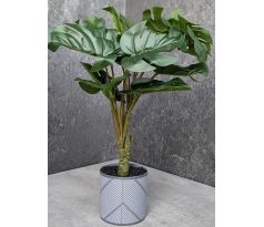 Monstera v kvetináči 43cm