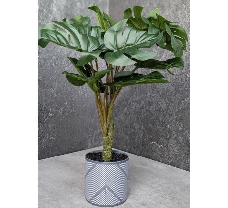 Monstera v kvetináči 43cm
