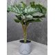 Monstera v kvetináči 43cm