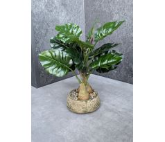 Monstera v keramickom kvetináči 168 33cm