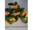 Umelá kytička Pelargonia 103A 35cm oranžová