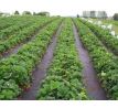 Agrotextília proti burine AWB5011005 50g 1,1x5m čierna