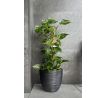 Kvetináč na terasu FURU s vkladom DBFU300 29,8 cm antracit